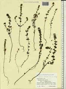 Euphrasia ×vernalis List, Eastern Europe, Northern region (E1) (Russia)