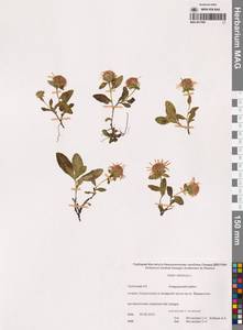 Eurybia sibirica subsp. sibirica, Siberia, Chukotka & Kamchatka (S7) (Russia)