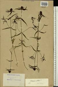 Melampyrum cristatum L., Eastern Europe, Northern region (E1) (Russia)