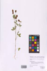 Trifolium spadiceum L., Eastern Europe, Western region (E3) (Russia)
