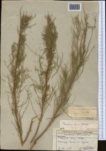 Tamarix gracilis Willd., Middle Asia, Caspian Ustyurt & Northern Aralia (M8) (Kazakhstan)
