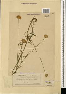 Cephalaria uralensis (Murray) Roem. & Schult., Caucasus, Georgia (K4) (Georgia)