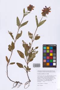 Prunella grandiflora (L.) Turra, Eastern Europe, Central region (E4) (Russia)