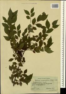 Zelkova carpinifolia (Pall.) C. Koch, Caucasus, Stavropol Krai, Karachay-Cherkessia & Kabardino-Balkaria (K1b) (Russia)