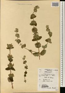 Pseudodictamnus hirsutus (Willd.) Salmaki & Siadati, Africa (AFR) (Morocco)