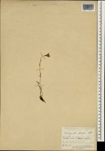 Campanula stevenii M.Bieb., South Asia, South Asia (Asia outside ex-Soviet states and Mongolia) (ASIA) (Turkey)