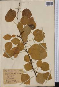 Populus tremula L., Siberia, Altai & Sayany Mountains (S2) (Russia)