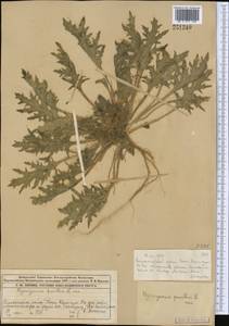 Hyoscyamus pusillus L., Middle Asia, Muyunkumy, Balkhash & Betpak-Dala (M9) (Kazakhstan)