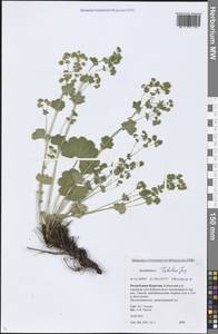 Alchemilla tubulosa Juz., Siberia, Baikal & Transbaikal region (S4) (Russia)