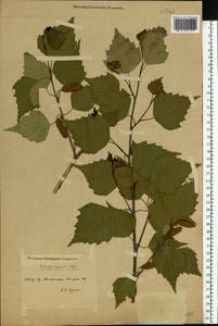 Betula pendula Roth, Eastern Europe, Middle Volga region (E8) (Russia)