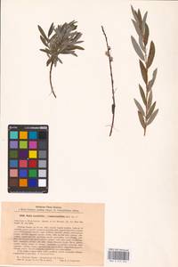 Salix acutifolia × rosmarinifolia, Eastern Europe, North-Western region (E2) (Russia)