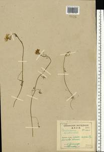 Cardamine pratensis L., Eastern Europe, Northern region (E1) (Russia)