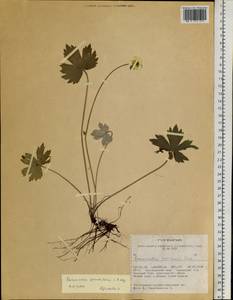 Ranunculus grandifolius C. A. Mey., Siberia, Altai & Sayany Mountains (S2) (Russia)