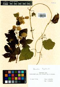 Humulus lupulus L., Siberia, Baikal & Transbaikal region (S4) (Russia)