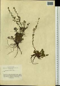 Artemisia frigida Willd., Siberia, Altai & Sayany Mountains (S2) (Russia)