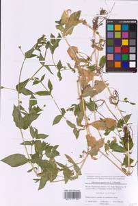 Stellaria aquatica (L.) Scop., Eastern Europe, Moscow region (E4a) (Russia)