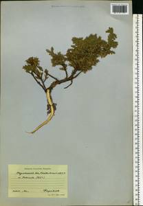 Juniperus, Eastern Europe, Northern region (E1) (Russia)