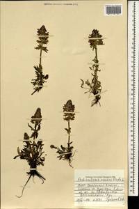 Pedicularis verticillata L., Mongolia (MONG) (Mongolia)