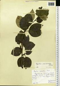 Populus suaveolens subsp. maximowiczii (A. Henry) Tatew., Siberia, Russian Far East (S6) (Russia)