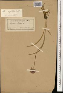 Allium amphibolum Ledeb., Siberia, Baikal & Transbaikal region (S4) (Russia)