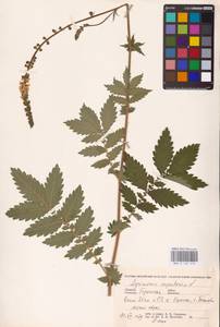 Agrimonia eupatoria L., Eastern Europe, Western region (E3) (Russia)