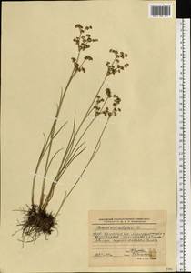 Juncus articulatus L., Eastern Europe, Belarus (E3a) (Belarus)
