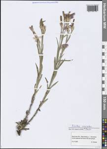 Dianthus chinensis L., Siberia, Baikal & Transbaikal region (S4) (Russia)
