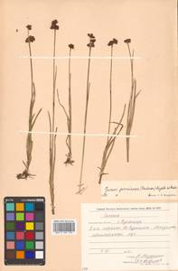 Juncus prominens (Buchenau) Miyabe & Kudô, Siberia, Russian Far East (S6) (Russia)