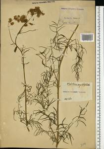Thalictrum lucidum L., Eastern Europe, North Ukrainian region (E11) (Ukraine)