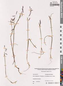 Pleuropogon sabinei R.Br., Siberia, Chukotka & Kamchatka (S7) (Russia)