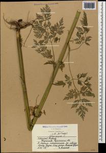 Aethusa cynapium L., Caucasus, Stavropol Krai, Karachay-Cherkessia & Kabardino-Balkaria (K1b) (Russia)