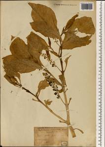 Phytolacca acinosa Roxb., South Asia, South Asia (Asia outside ex-Soviet states and Mongolia) (ASIA) (Japan)