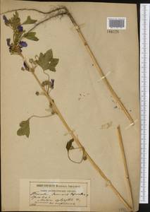 Malva sylvestris L., Eastern Europe, Western region (E3) (Russia)