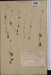 Parnassia palustris L., Middle Asia, Muyunkumy, Balkhash & Betpak-Dala (M9) (Kazakhstan)