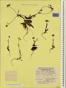 Valerianella coronata (L.) DC., Crimea (KRYM) (Russia)