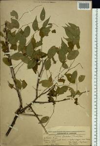 Prunus glandulosa Thunb., Siberia, Russian Far East (S6) (Russia)