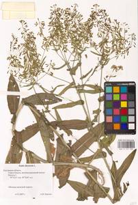 Isatis tinctoria L., Eastern Europe, Central region (E4) (Russia)