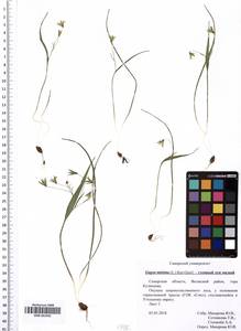 SMR001992, Gagea minima (L.) Ker Gawl., Eastern Europe, Middle Volga region (E8) (Russia)