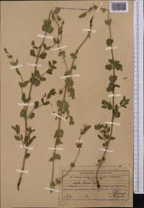 Nepeta mariae Regel, Middle Asia, Western Tian Shan & Karatau (M3) (Uzbekistan)