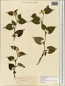 Houttuynia cordata Thunb., South Asia, South Asia (Asia outside ex-Soviet states and Mongolia) (ASIA) (China)