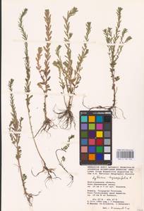 Lythrum hyssopifolia L., Eastern Europe, Lower Volga region (E9) (Russia)