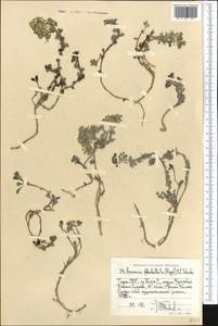 Solms-laubachia flabellata (Regel) J.P. Yue, Al-Shehbaz & H. Sun, Middle Asia, Pamir & Pamiro-Alai (M2) (Tajikistan)