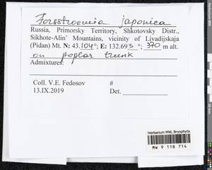 Forsstroemia japonica (Besch.) Paris, Bryophytes, Bryophytes - Russian Far East (excl. Chukotka & Kamchatka) (B20) (Russia)