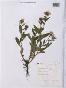 Eurybia sibirica (L.) G. L. Nesom, America (AMER) (Canada)