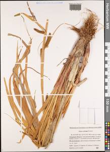 Carex rostrata Stokes, Siberia, Russian Far East (S6) (Russia)