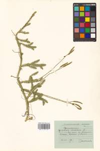 Lycopodium clavatum L., Siberia, Russian Far East (S6) (Russia)