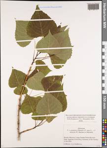 Populus ×canadensis Moench, Eastern Europe, Moscow region (E4a) (Russia)