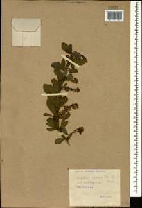 Berberis iberica Stev. & Fisch. ex DC., Caucasus (no precise locality) (K0)