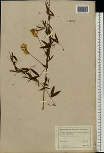 Lathyrus pratensis L., Eastern Europe, Moscow region (E4a) (Russia)