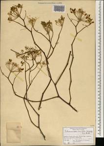 Polemanniopsis marlothii (H. Wolff) B.L. Burtt ex Engl., Africa (AFR) (South Africa)